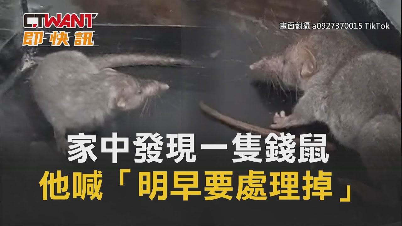 CTWANT 生活新聞 / 家中發現一隻錢鼠 他喊「明早要處理掉」 - YouTube