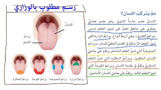 علوم الصف السادس الابتدائي : شرح اعضاءالحس الانف و اللسان  والاسئلة الوزارية الخاصة بالصفحات 81 _ 83