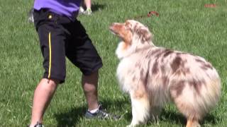 frisbee dog training freestyle figure 8