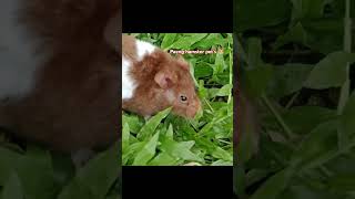 I Put Mrdingo On The Grass He Liked It Very Much