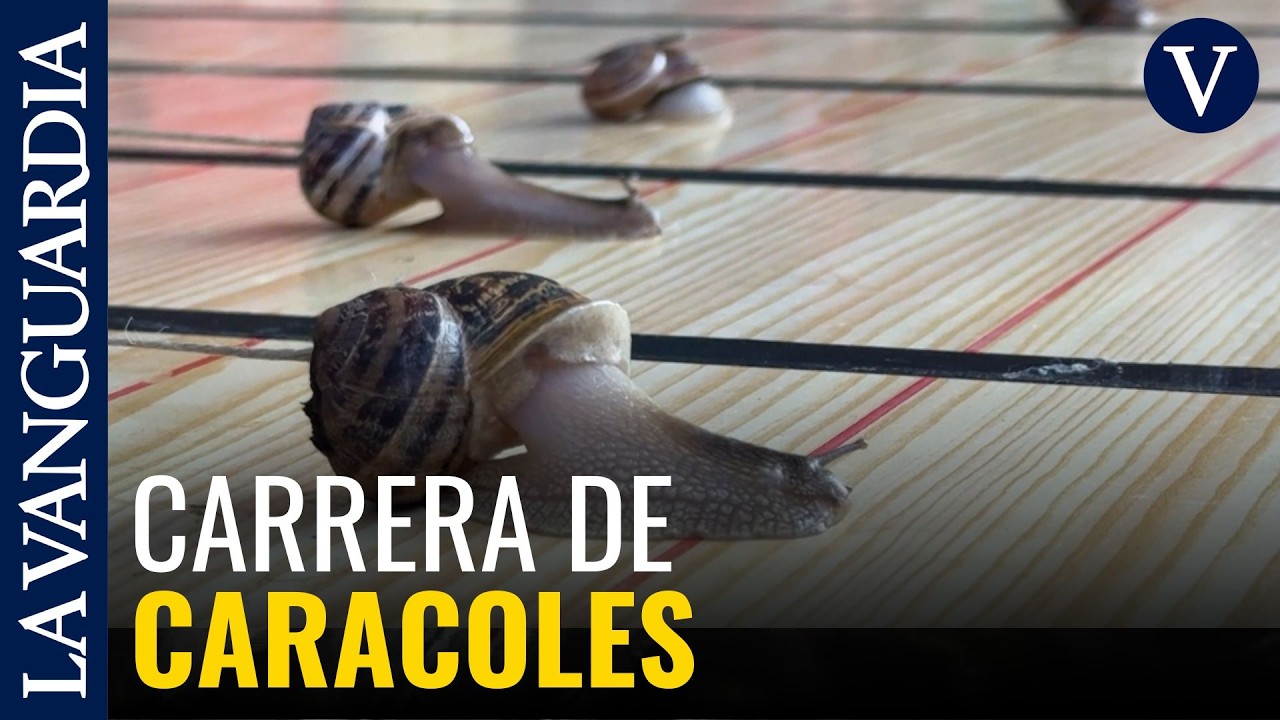 Así son las carreras de caracoles de Tricio: seis minutos para arrastrar una lata de 230 gramos