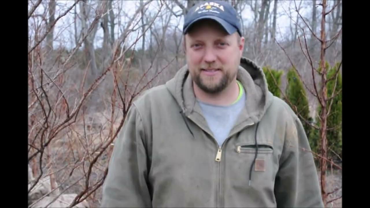 Dawn redwood trees available near Quakertown Pa YouTube