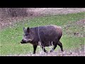 6.5 CREEDMOOR DROPS WILD HOG!