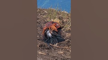 gà rừng mái gọi trống phi cực nhanh. poj qaib qus xeev lau dhias ceev tiag tiag