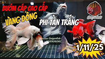 Cá Chép Phi Tần Bướm Cáp Cổ Điển U50 | Đẹp Lộng Lẫy Xòe Đuôi Đỉnh Cao, Hàng Chất Cho Anh Em Sưu Tầm