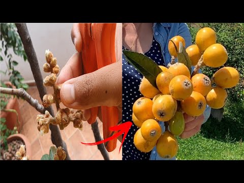 Vídeo: Cuidados com ameixas silvestres: As ameixeiras silvestres produzem frutas que você pode comer