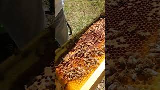 Honeybee Larvae in Beehive Brood Box Shorts