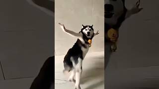 Husky dance video #ytshorta #trendingshorts #youtubeshorts #funny