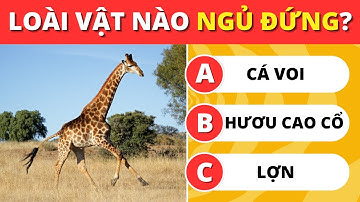 Thứ Thách Kiến Thức Chung Về Thế Giới Động Vật | Câu Đố Đây