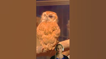 Amazing View of an Owl Turning Its Head 360 Degrees