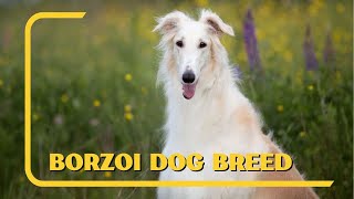 All About Borzoi Dog Breed  AKC Approved