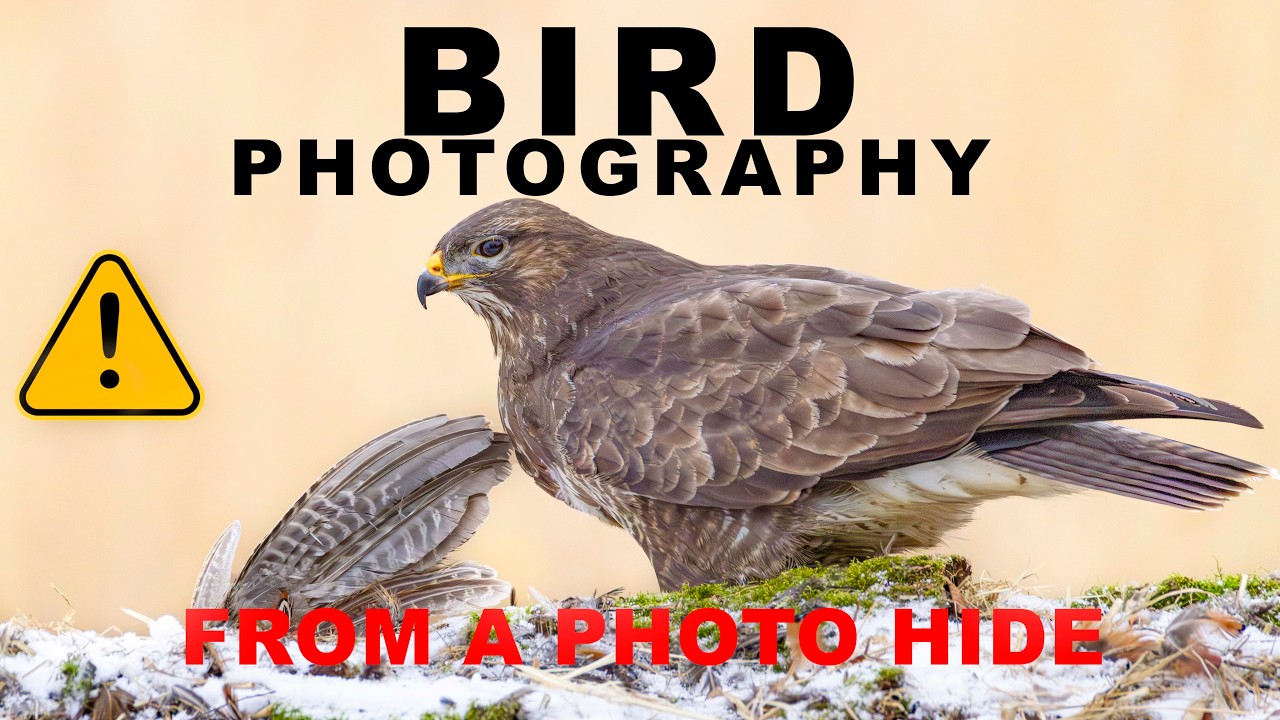 Bird Photoraphy From A Photo Hide ( Not For The Faint Of Heart)