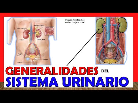 Video: ¿Qué es la región colectora en forma de copa de la pelvis renal?