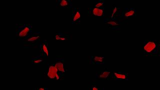Red rose petals falling effect black background Free download overlay screenshot 2
