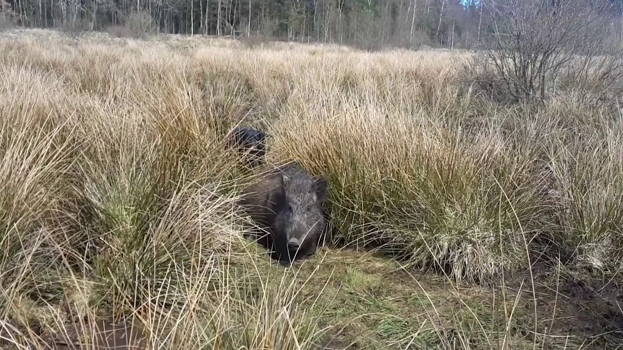 Gonczy Polski with wildboar