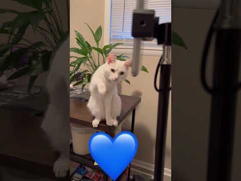 مينتي ما عشاق القطط فيروسي