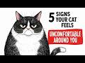 5 Signs Your Cat Feels Uncomfortable Around You | Feline Secrets
