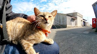 【猫島】可愛らしいリボンをつけた子猫がひざの上に登って甘えてきた