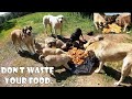 Vous pouvez nourrir les chiens et les rendre heureux avec la nourriture que les gens gaspillent