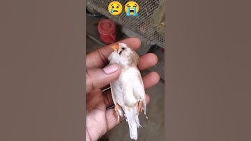 My Finch Bird Left Me Forever 💔 | #shorts