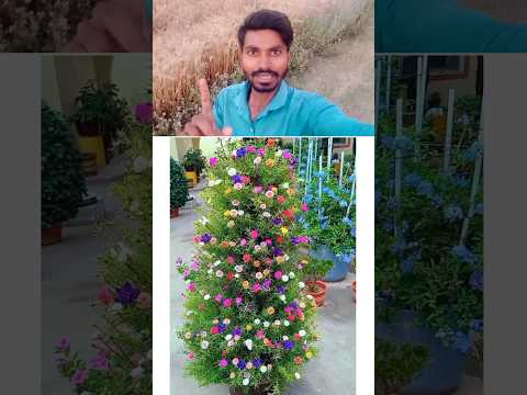 पाइप में फूल वाला पौधा ऐसे लगाओ 👍 #flowerpot #flowers #flowerpotdesign #gamla #tipsandtricks #shorts