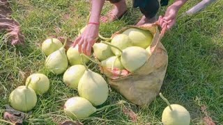 Dharti Hybrid Bottle Gourd संकर लौकी गोलौकी?4 Harvesting in my form || Lauki ki kheti best brighty