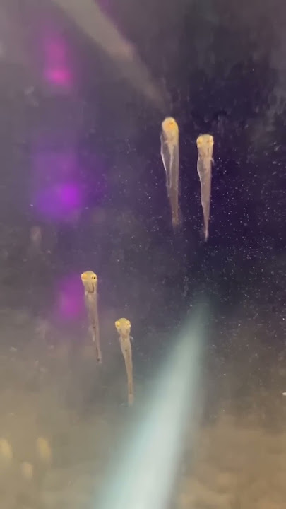 Are my fish broken?