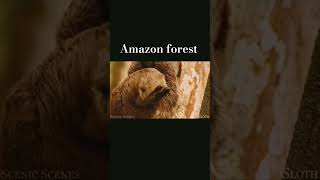some animal of Amazon forest #nature #viral #shorts#about field#