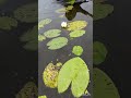 Минутка для отдыха релакс ролик и чудесная музыка / 1 minute relaxation video and wonderful music