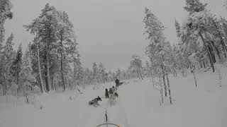 Mushing is sport.