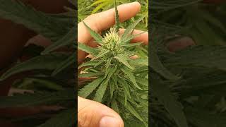 2020 Sun Grown Garden Week 4 BSE x G-13