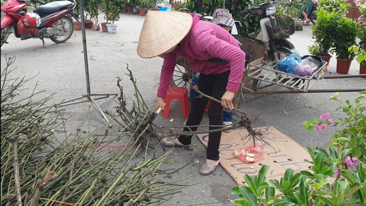 SH.2788.Ôi rẻ thế có 15K một khóm Hoa Hồng bán dọn vườn đây các Bác. Chợ Sơn Tây. Hà Nội
