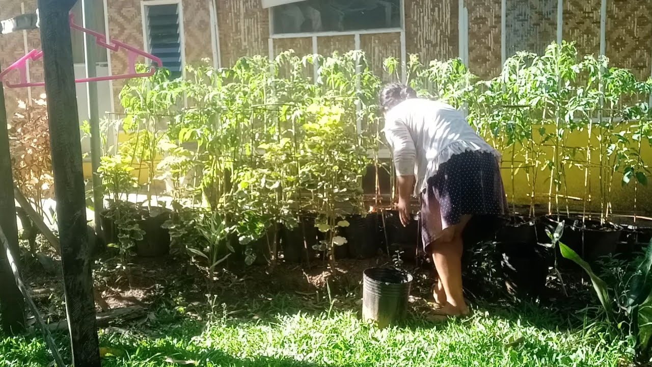 How To Take Care Tomato Growing In Pots 