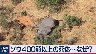 “最後のゾウ安息地”で異変 「奇行」も確認