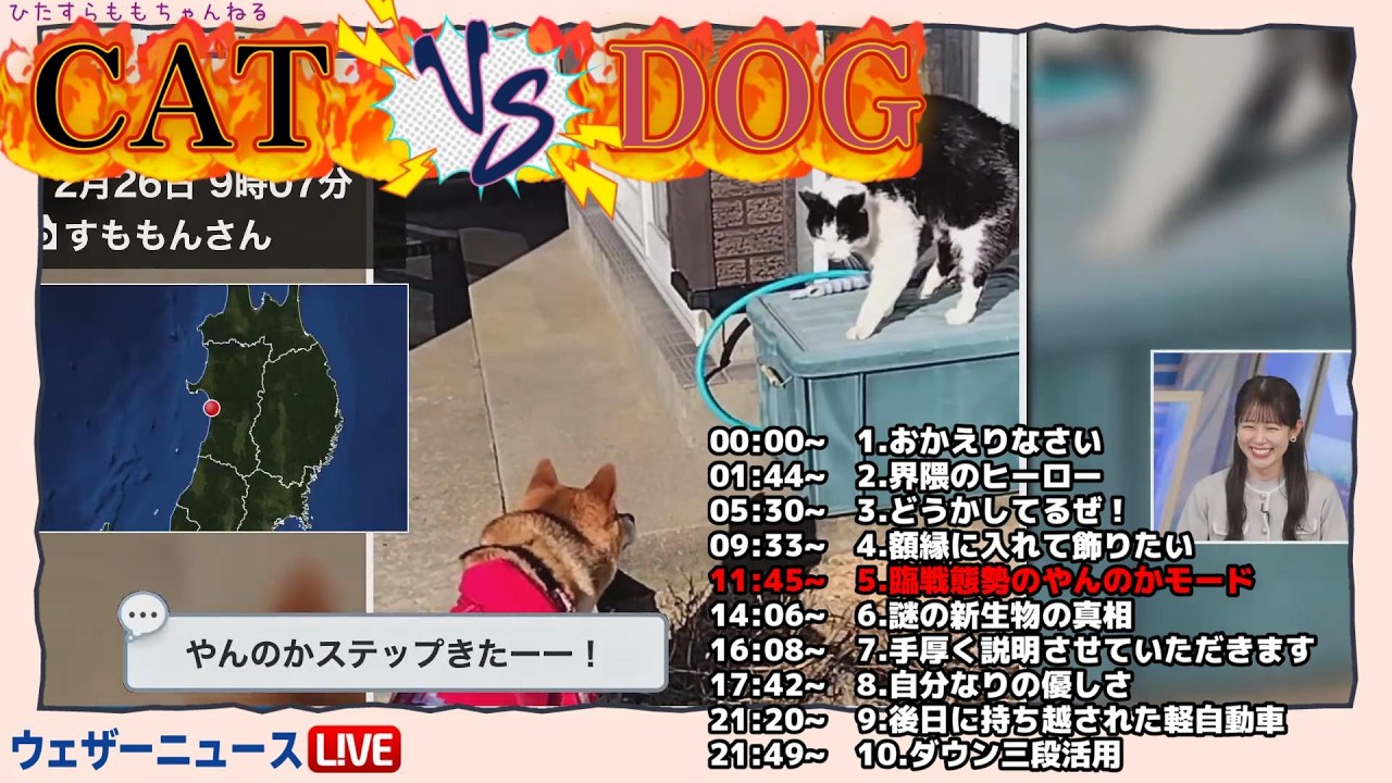 【青原桃香】臨戦態勢のやんのかモード