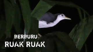 BERBURU RUAK RUAK || MALAM HARI LEBIH JOSSS