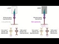 Receptive fields and onoff center bipolar cells