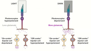 Receptive Fields and ON/OFF Center Bipolar Cells