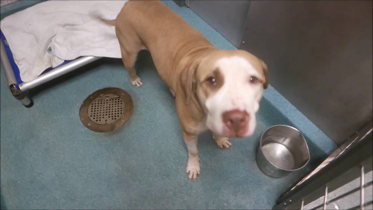 Suri - A1090435 - Brooklyn ACC camera iphone 8 plus apk