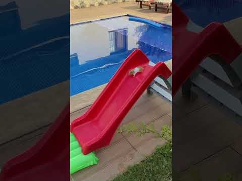 Yetişkin Bir Hamsterın Ihtiyaç Listesi Yemek Uyku Ve Kaydırak