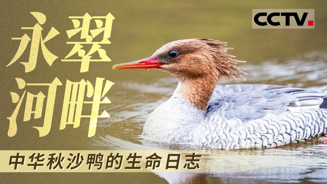 永翠河畔中华秋沙鸭的生命日志 一只秋沙鸭开始返乡之旅 身为濒危物种的它如何在永翠河生存【CCTV纪录】