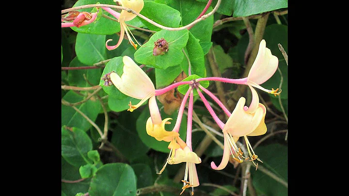 Rebecca Tripp - The Waltz of the Honeysuckle