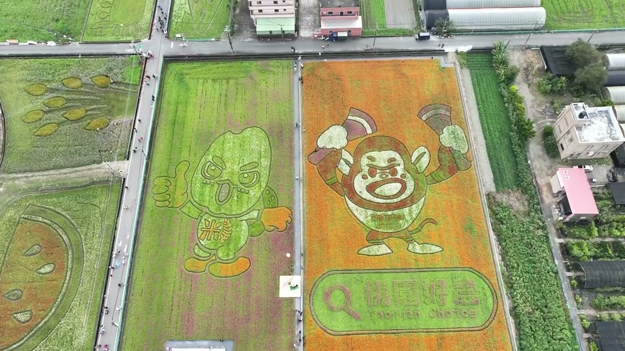 桃園大溪花海✨✨