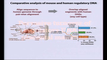 Integrative Analysis of Human and Mouse Regulomes - John Stamatoyannopoulos