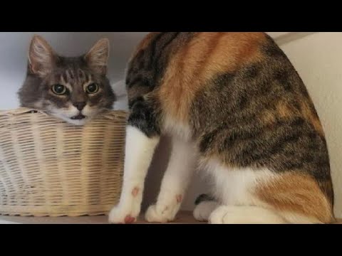 ПРИКОЛЫ С ЖИВОТНЫМИ 😺🐶 Смешные Животные Собаки Смешные Коты Приколы с котами Забавные Животные #107 ПРИКОЛЫ С ЖИВОТНЫМИ 😺🐶 Смешные Животные Собаки Смешные Коты Приколы с котами Забавные Животные #107
