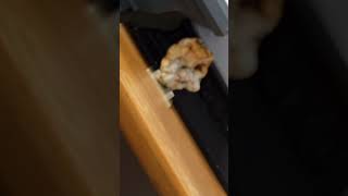 A nice image on the crystal. I think I'm about done with it. 😃