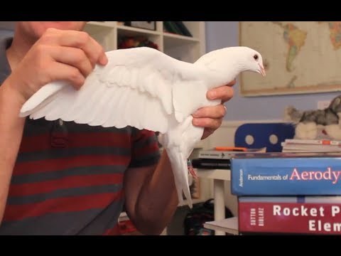 How Bird Wings Work (Compared to Airplane Wings) - Smarter Every Day 62