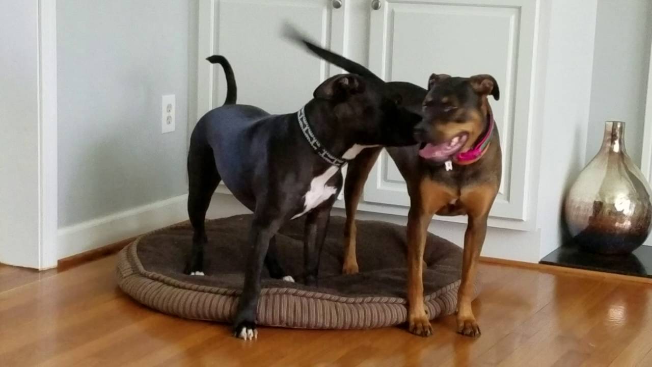 Dogs Wrestling YouTube