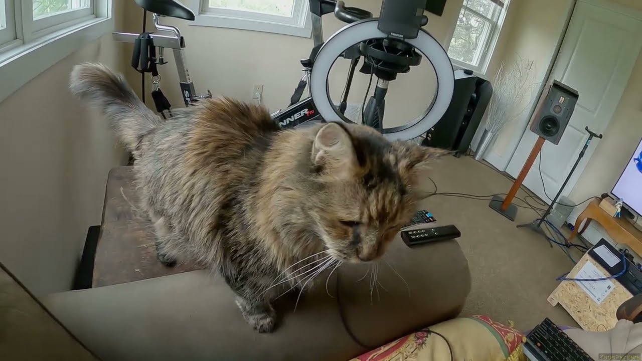 Z Unboxing - Pasta Talks Too Much // Kiwi Ears & ddHiFi