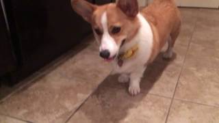 Corgi vs. Toy Car